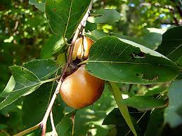 Image result for Diospyros