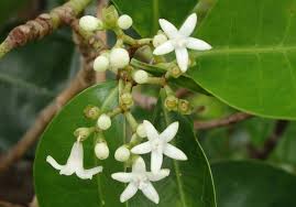 Image result for Psychotria mahonii