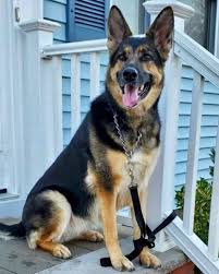 Westside german shepherd rescue of los angeles is a non profit 501(c)3, no kill rescue committed to saving all types of german shepherd dogs from high kill shelters and adopting them to loving, qualified homes. 6 Year Old German Shepherd Helps Save Owner S Life During Stroke People Com