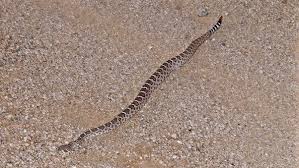 We did not find results for: What Do Baby Rattlesnakes Look Like Quora