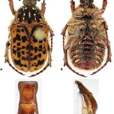 Image result for Argocoffeopsis eketensis