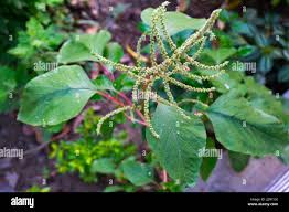 Image result for Amaranthus spinosus