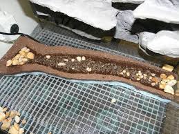 Temperate Forest Viv Non Tropical Dendroboard Reptile Terrarium Frog Terrarium Gecko Vivarium