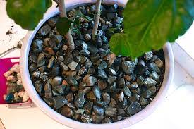 Maybe you would like to learn more about one of these? How To Arrange Indoor Plants With Colored Rocks Create Play Travel