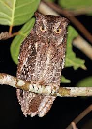 Moluccan Scops Owl Otus Magicus Picture 2 Of 4 The Owl Pages Owl Owl Images Owl Pictures