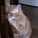Michael Jackson Son Sarkisi Ile Dans Eden Kedi Kedi Jackson Michael Jackson