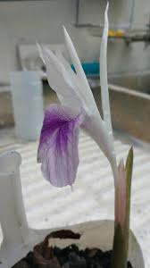 Image result for Kaempferia