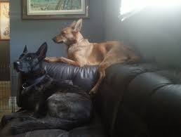 While delving into the vast world of sofas may feel a little bit crippling, we've rounded up our top picks to help ease you out of indecisiveness. Prince And Princess Dutch Shepherd Forum