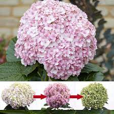 Hydrangea Avantgarde Shrubs Roses Thompson Morgan Hydrangea Hydrangea Flower Shrub Roses