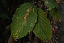 Image result for Flemingia strobilifera