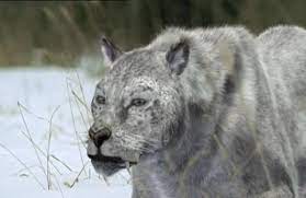 6x Panthera Leo Spelaea Cave Lion Reconstructed For Walking With Beasts Close Relative To The African Prehistoric Animals Rare Animals Extinct Animals