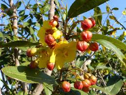 Image result for Ochna natalitia
