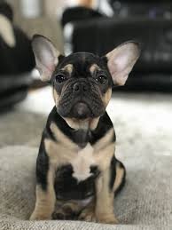 Black And Tan Pug Puppies Black And Tan French Bulldog Black Bulldog French Tan Who Doesnt Like French Bull Dogs Whats Your Favori In 2020 French Bulldog Puppies Bulldog Puppies Bulldog