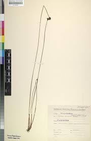 Image result for Isolepis costata