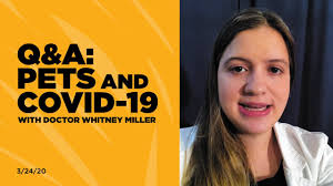 Maybe you would like to learn more about one of these? Vet Q A With Dr Whitney Miller Covid 19 Pets Youtube