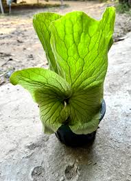 Image result for Platycerium elephantotis