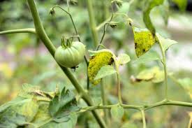 Cottonseed oil, corn oil, garlic oil (mildew cure) group nc. Fighting Tomato Blight Hgtv