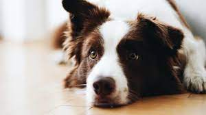 Do Border Collies Calm Down After Getting Neutered Or Spayed Collies Life