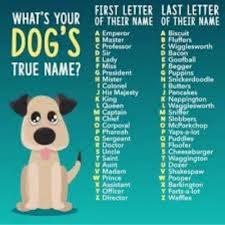 Colorful dog names · jade · jasper · olive · scarlett · sienna · violet . Aesthetic Dog Names Online 60 Off Www Pegasusaerogroup Com