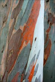 Bark Pattern Nature Artwork Texture Art Tree Textures