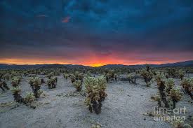 The dense concentration of cholla cacti within the cholla cactus garden area of joshua tree national park provide a picture perfect foreground for either sunrise or sunset. Cholla Cactus Garden Sunset Photograph By Michael Ver Sprill