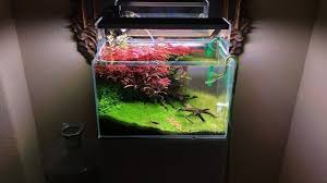 Needs A Trimming Ultumnaturesystems Twinstar Kr