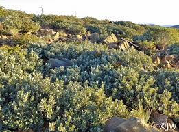 Image result for Daknopholis