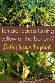 63 When The Bottom Leaves In 2020 Tomatoes Plants Problems Growing Tomato Plants Growing Tomatoes In Containers
