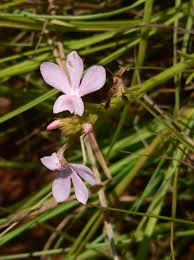 Image result for Cycnium