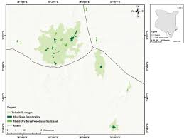 Image result for Stemodiopsis buchananii