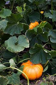 Pumpkin Plant Planting Pumpkins Plants Veggie Garden