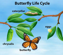 It also would be great to use for science homeschool lesson plans. 2 915 Butterfly Life Cycle Stock Photos And Images 123rf