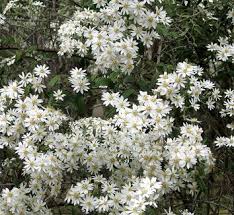 Image result for Olearia