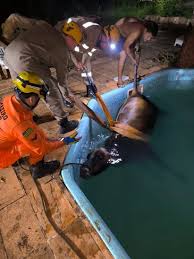 Vaca cai em piscina e é resgatada por bombeiros | Brasil | O Liberal