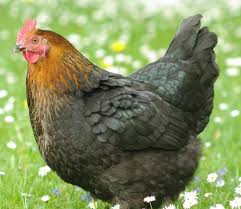 The recognized colors in the french standard are black, black copper, birchen. French Black Copper Marans Chicken Breeds Cackle Hatchery