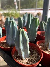 Image result for Myrtillocactus geometrizans