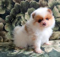 Browse thru our id verified puppy for sale listings to find your perfect puppy in your area. Pomeranian X Chihuahua Puppies For Sale Nsw Pets Lovers