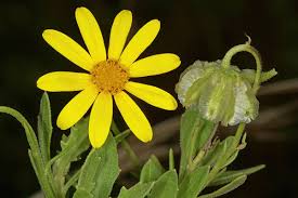 Image result for Osteospermum monocephalum