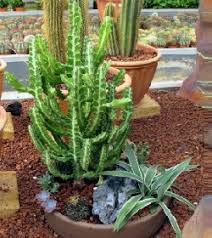Las semillas de cannabis germinan correctamente con unos valores de temperatura y humedad relativamente altos. Como Sembrar Y Cultivar Una Planta De Cactus En Casa