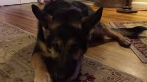 Sable, and black and tan. Rescue Dog Hailed A Hero After Helping Save Nj Owner S Life As He Suffered Stroke Nbc New York