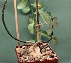 Image result for Monadenium torrei