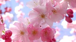A desktop wallpaper is highly customizable, and you can give yours a personal touch by adding your images (including your photos from a camera) or download beautiful pictures from the internet. Free Download Pink Cherry Blossom Wallpaper For Iphone Wallpaper With 1920x1080 1920x1080 For Your Desktop Mobile Tablet Explore 44 Sakura Tree Wallpaper Sakura Flower Wallpaper Cherry Blossom Windows Wallpaper