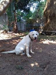 Rd.com pets & animals dogs mitja2/getty images there's a lot of debate about what the cutest dog breeds are. Pets In Kerala Lab Female Good Quality Milky White Facebook