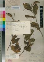 Image result for Glyphaea tomentosa