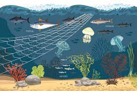 Ea a fost declarată cel mai mare animal din lume de sute de ani. Cinci Fapte Importante Despre Marea NeagrÄƒ Eu Neighbours