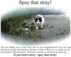 Maybe you would like to learn more about one of these? Spay Neuter Many Vets Offer Low Cost Spay And Neuter For Helping This Situation At 10 The Most Help Animal Society Animal Activism Animal Rights Movement