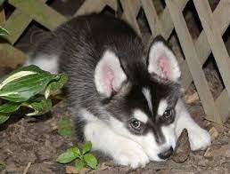 Maybe you would like to learn more about one of these? One Day I Will Have A Dog Like This Husky Puppy Animals Husky