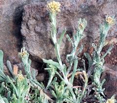 Image result for Vellereophyton dealbatum