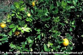 Image result for Citropsis