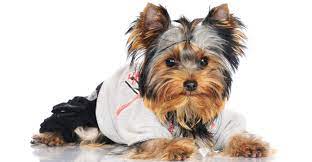 Pocket puppies boutique is the first company in chicago to specialize strictly in teacup, toy and small breed puppies. Yorkie Clothes Find The Perfect Sweater Or Costume For Your Yorkie Dog